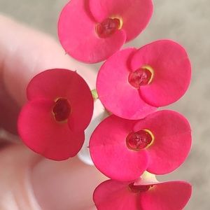 Meet your Posher, Cynthia